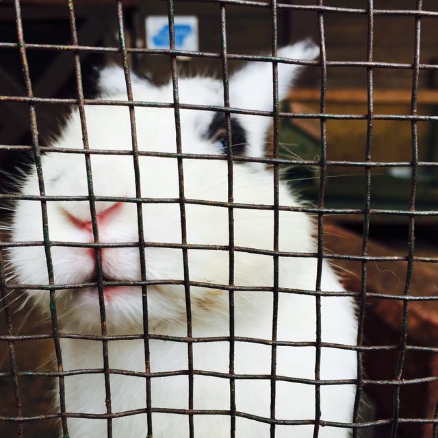 【日本 山梨縣】最萌兔兔馬兒一次到齊🐰