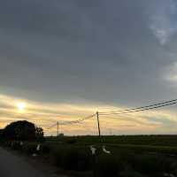 Sunset drive at padi field