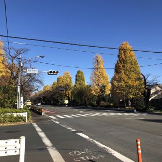 [Kunitachi] ต้นแปะก๊วยขนาดใหญ่เรียงเป็นแถว