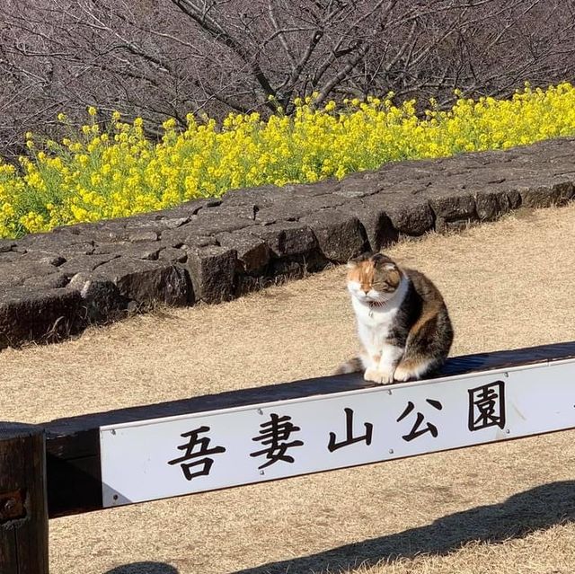 吾妻山公園