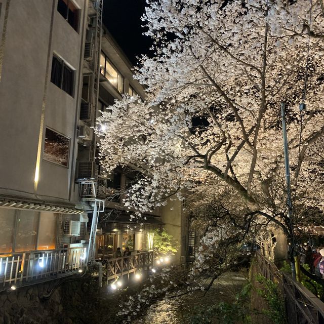 京都｜祇園白川夜櫻～散步會嚇到的櫻花