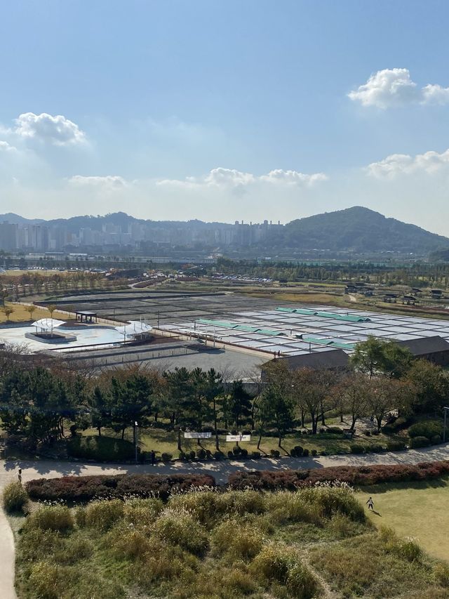 💐🍂 경기도 시흥 갯골생태공원에서 감상한 핑크뮬리 🍂💐