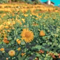 สวนดอกไม้​ แกรนวิว-การ์เด้น​ ​| ม่อนแจ่ม​ 