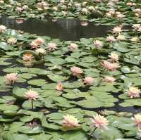 台北植物園🪵🪵賞花溫室自然公園