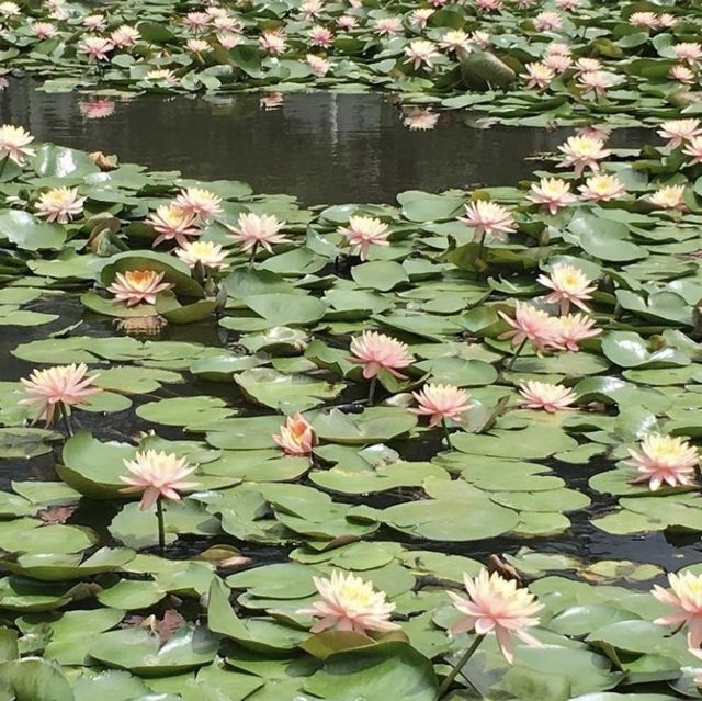 台北植物園🪵🪵賞花溫室自然公園
