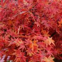 🍁紅葉旺季，人人都想「楓」🍁
