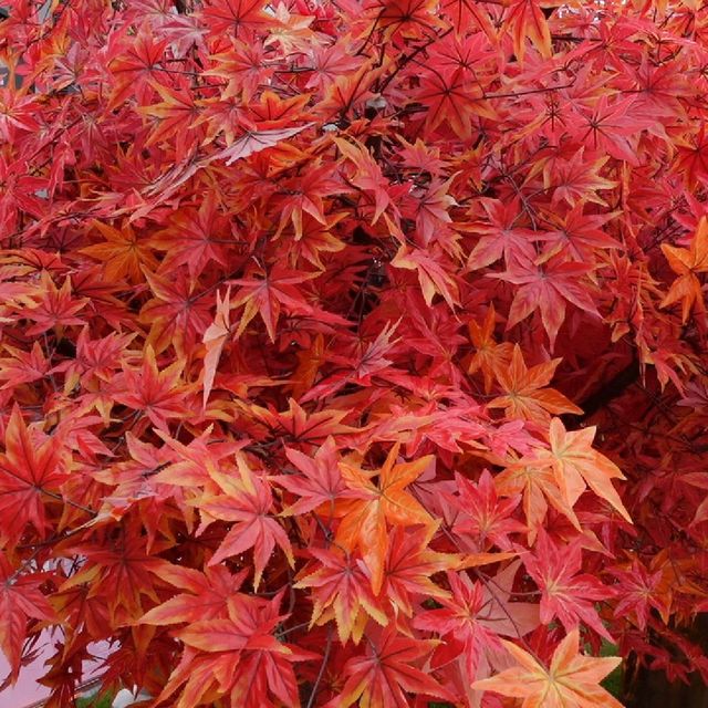 🍁紅葉旺季，人人都想「楓」🍁
