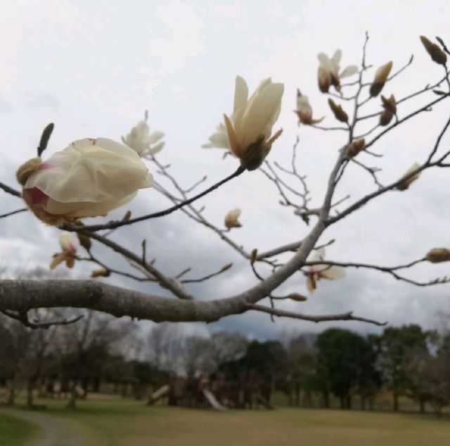 [佐賀市]もうすぐ🌸桜🌸満開✨「多布施川河畔公園」⛲