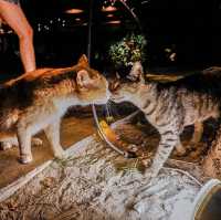 🐱ทาสแมวต้องใจละลาย เมื่อได้ไปเกาะพีพี🌴