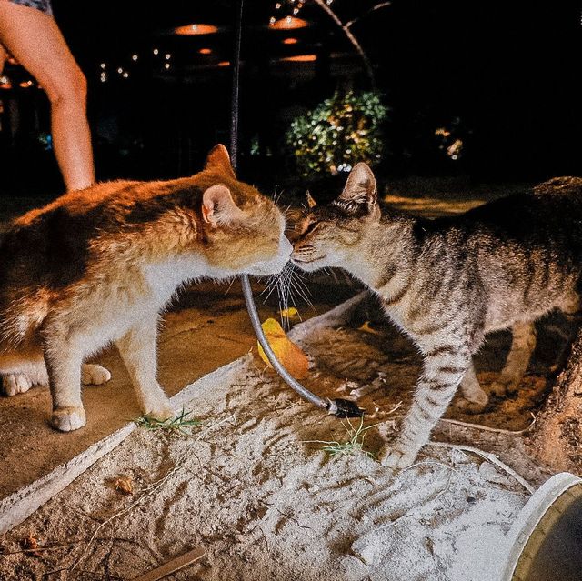 🐱ทาสแมวต้องใจละลาย เมื่อได้ไปเกาะพีพี🌴 🐱ทาสแมวต้องใจละลาย เมื่อได้ไปเกาะพีพี🌴