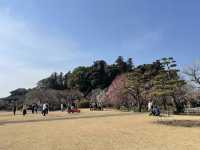 【茨城】水戸偕楽園の梅まつり