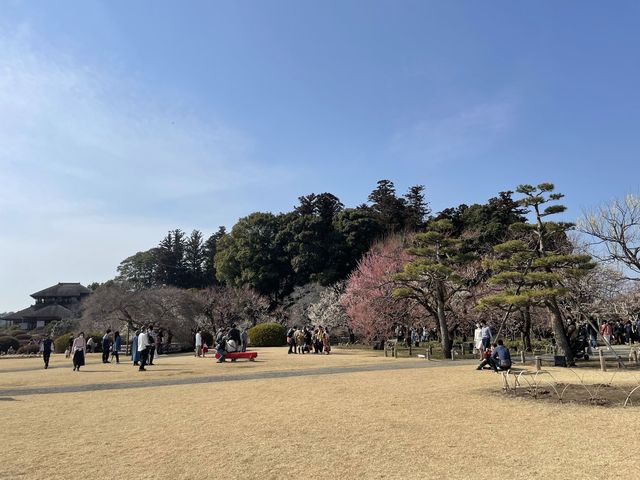 【茨城】水戸偕楽園の梅まつり