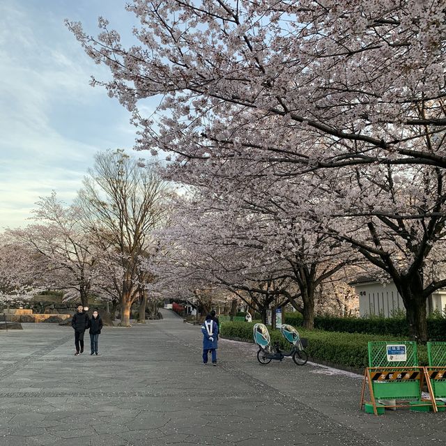 飛鳥山公園