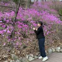 수선화 축제중인 경기도 광주 화담숲