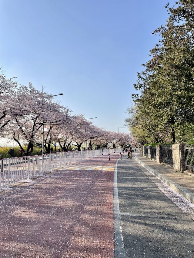 여의도 벚꽃 데이트 명소🌸[윤중로]