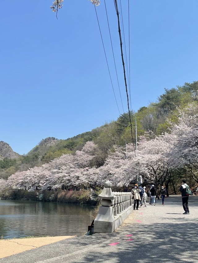 벚꽃 시기를 놓쳤다면 마이산으로🌸🍃