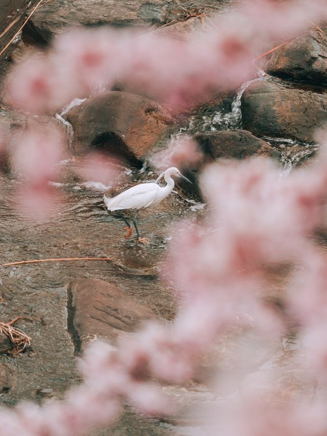 겹벚꽃 명소 화홍문💚
