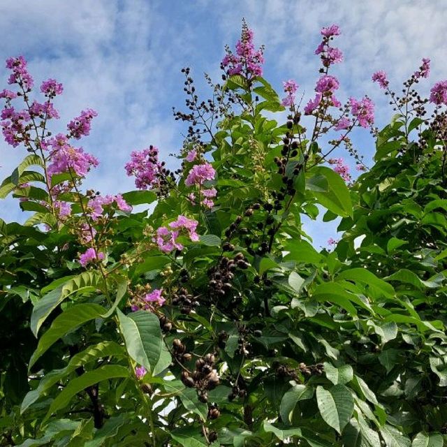 東九龍市中心休憩公園⚘️🌱🌴🌳