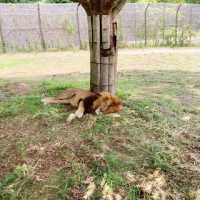 すぐ近くに野生動物！ドライブスルーサファリ　姫路セントラル・パーク