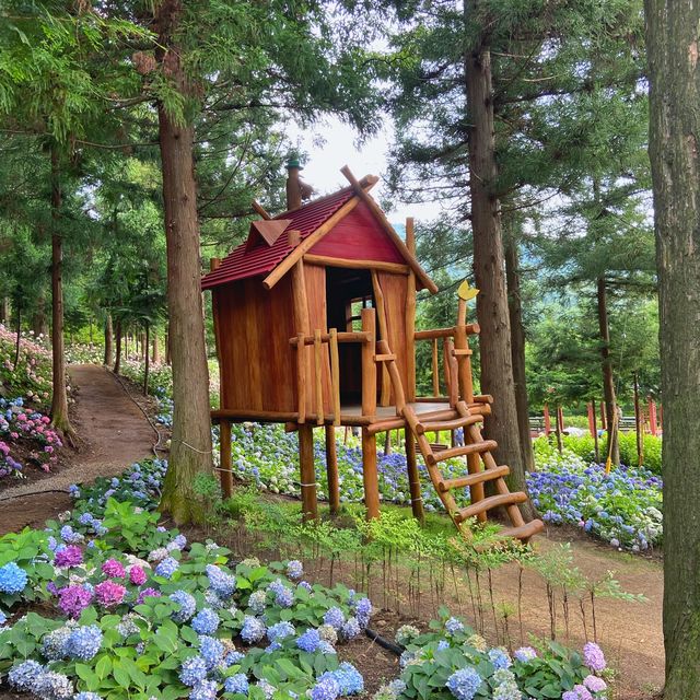 🌸나만 알고 싶은 보성 수국 핫스팟🌸