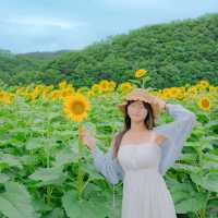 🌻[경주 카페, 바실라]에서 인생사진 찍는 꿀팁 한스푼🍯