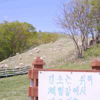 귀여운 양떼와 함께 자연속으로