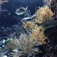 新加坡🇸🇬聖淘沙最大水族館‼️觀賞魚群好地方