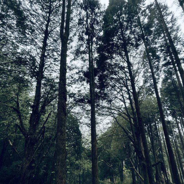 2022阿里山櫻花