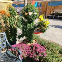兵庫県！明石の菊花展覧会は素晴らしい