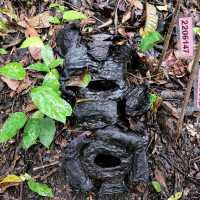 Rafflesia Hunting