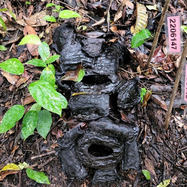 Rafflesia Hunting