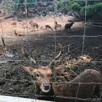 Khao Yai's Bonanza Exotic Zoo