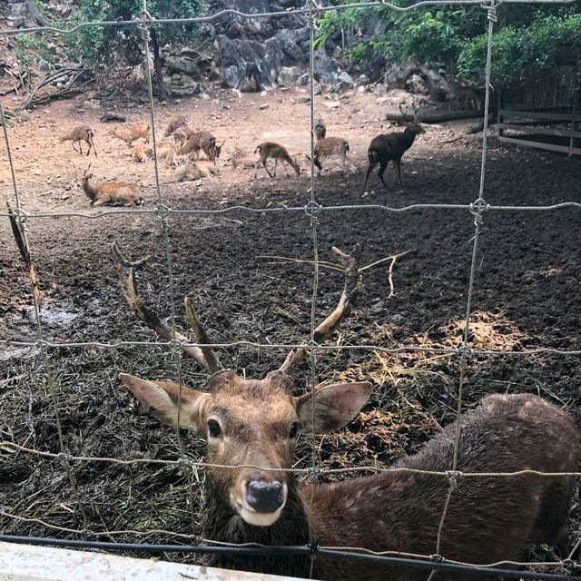 Khao Yai's Bonanza Exotic Zoo