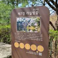 🌸경기도 벚꽃 명소_용인 호암미술관 가실벚꽃길