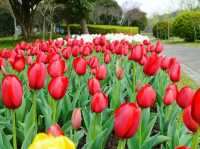 Shanghai Flower Port - Tulip Festival 