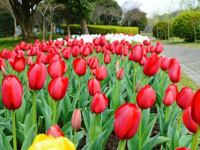 Shanghai Flower Port - Tulip Festival 