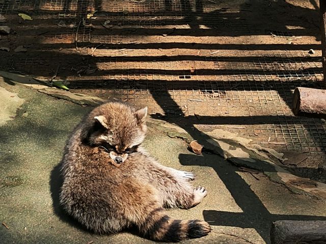 SOoo Many animals up close 🙉🦓 Hangzhou