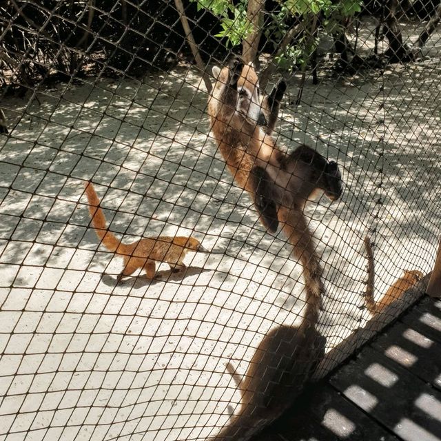 Animals at the resort 