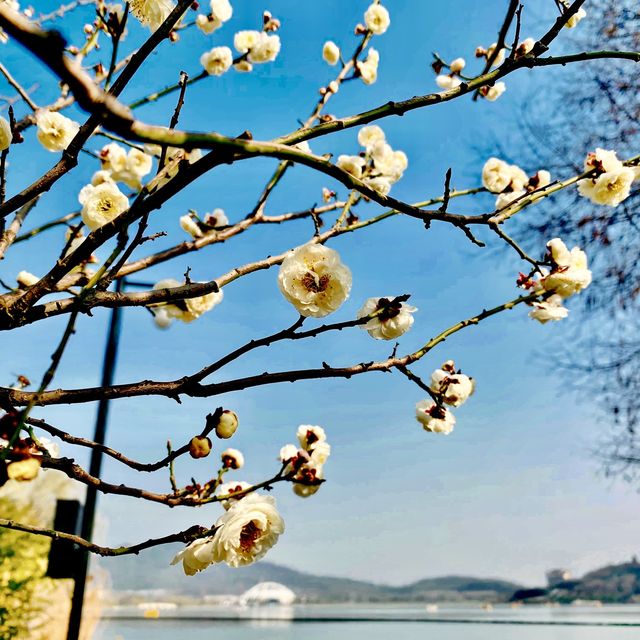 Xuanwu Lake In Spring Time