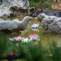 打卡嶺南鳳凰園