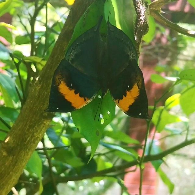 Butterfly Conservatory in the Elephant Valley