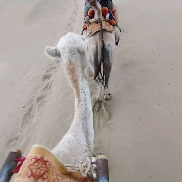 Camel ride in the desert