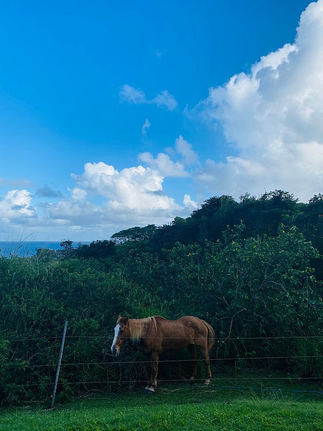 Maui_ Road to Hana