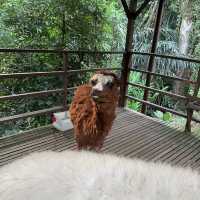 KL Tower Mini Zoo - KL, Malaysia