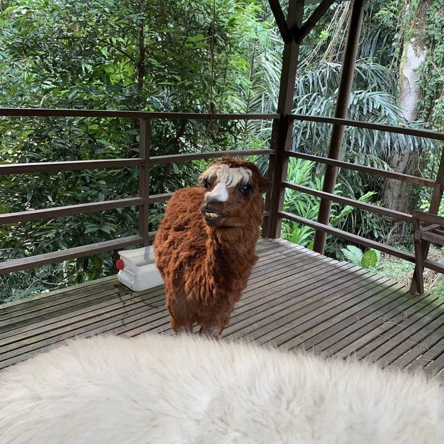 KL Tower Mini Zoo - KL, Malaysia