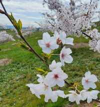 Enjoy the flowers at Canberra Arboretum.