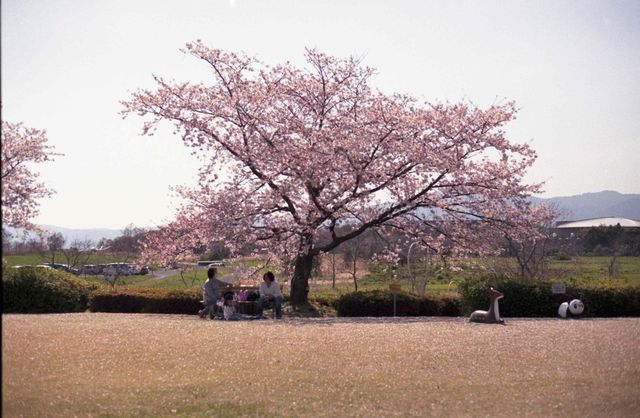 Shiga's beautiful cherry blossoms.