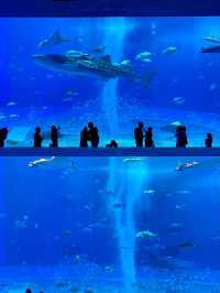 Okinawa | Asia's No.1 Aquarium! Highly recommended! A must-visit in Okinawa!