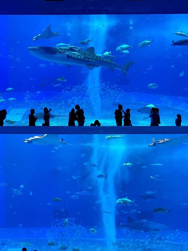 Okinawa | Asia's No.1 Aquarium! Highly recommended! A must-visit in Okinawa!