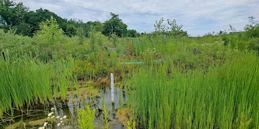 Collaborations in Urban Riparian Restoration & Site Monitoring | 2100 Labrador Ave